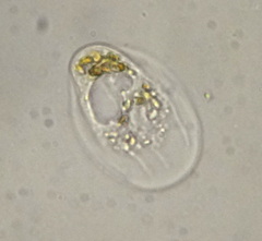Thecamoeba striata