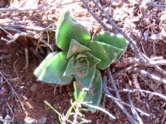 Crassula capitella thyrsiflora
