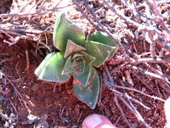 Crassula capitella thyrsiflora