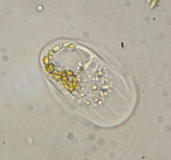 Thecamoeba striata