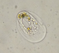 Thecamoeba striata