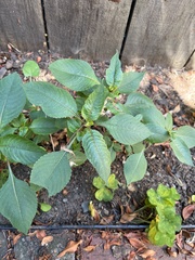 Impatiens balfourii