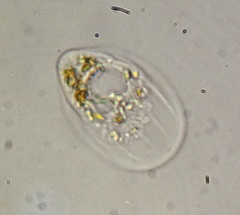 Thecamoeba striata