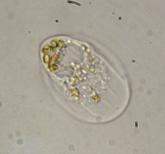 Thecamoeba striata