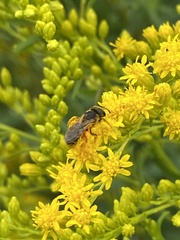 Halictus ligatus