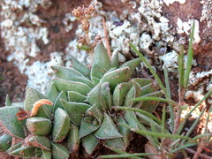 Crassula capitella thyrsiflora