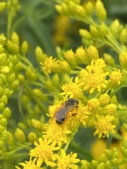 Halictus ligatus
