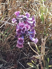 Jacaranda caroba
