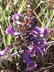 Jacaranda caroba