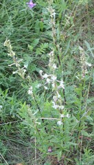 Silene tatarica