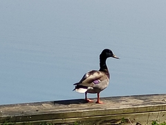 Anas platyrhynchos