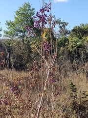 Jacaranda caroba