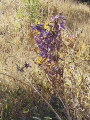 Jacaranda caroba