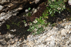 Draba fladnizensis