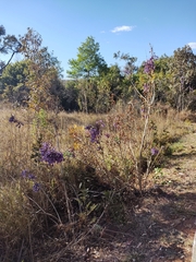 Jacaranda caroba