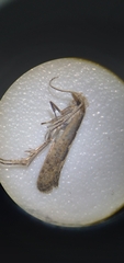 Agnippe prunifoliella
