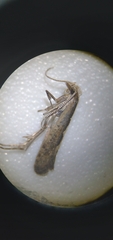 Agnippe prunifoliella