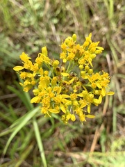 Solidago nitida