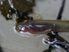 Lampetra planeri