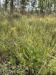 Solidago nitida
