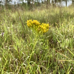 Solidago nitida