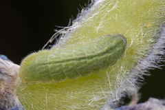 Callophrys spinetorum