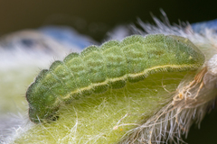 Callophrys spinetorum