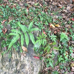 Pteris bella