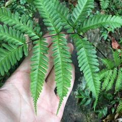 Pteris bella