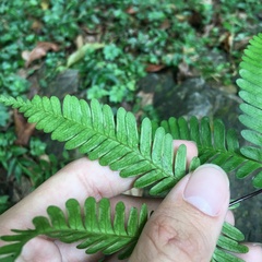 Pteris bella