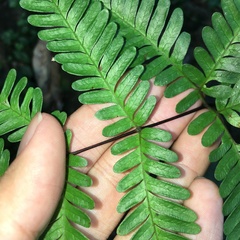 Pteris bella