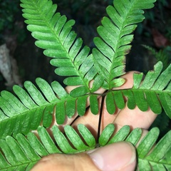 Pteris bella