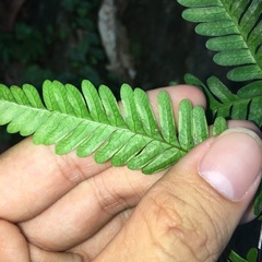 Pteris bella