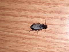 Carabidae