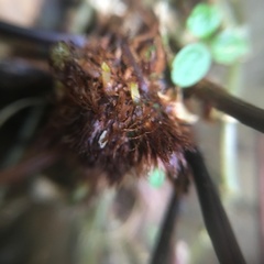 Pteris bella