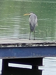 Ardea herodias