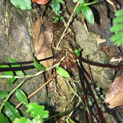 Pteris bella