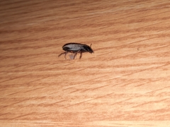 Carabidae
