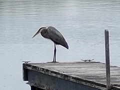 Ardea herodias