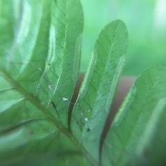 Pteris bella