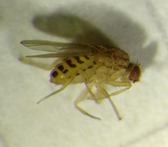 Drosophila busckii