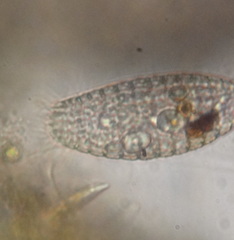 Colepidae