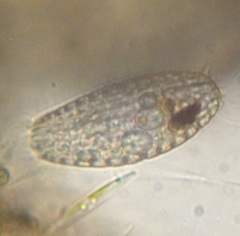 Colepidae