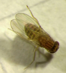 Drosophila busckii