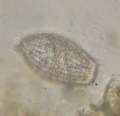 Colepidae