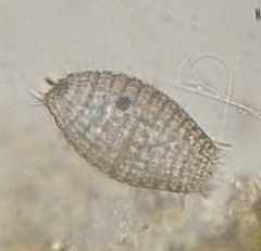 Colepidae