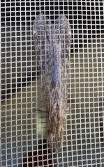 Centroclisis