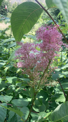 Filipendula rubra