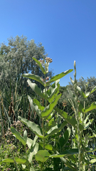 Asclepias speciosa