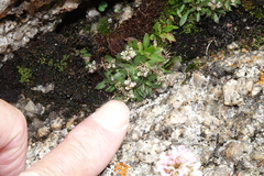 Draba fladnizensis